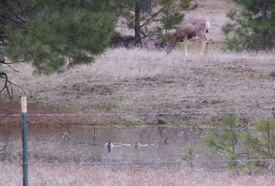 6 morning ducks